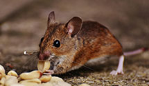 24 Hour & Emergency Exterminators in Barr, MS